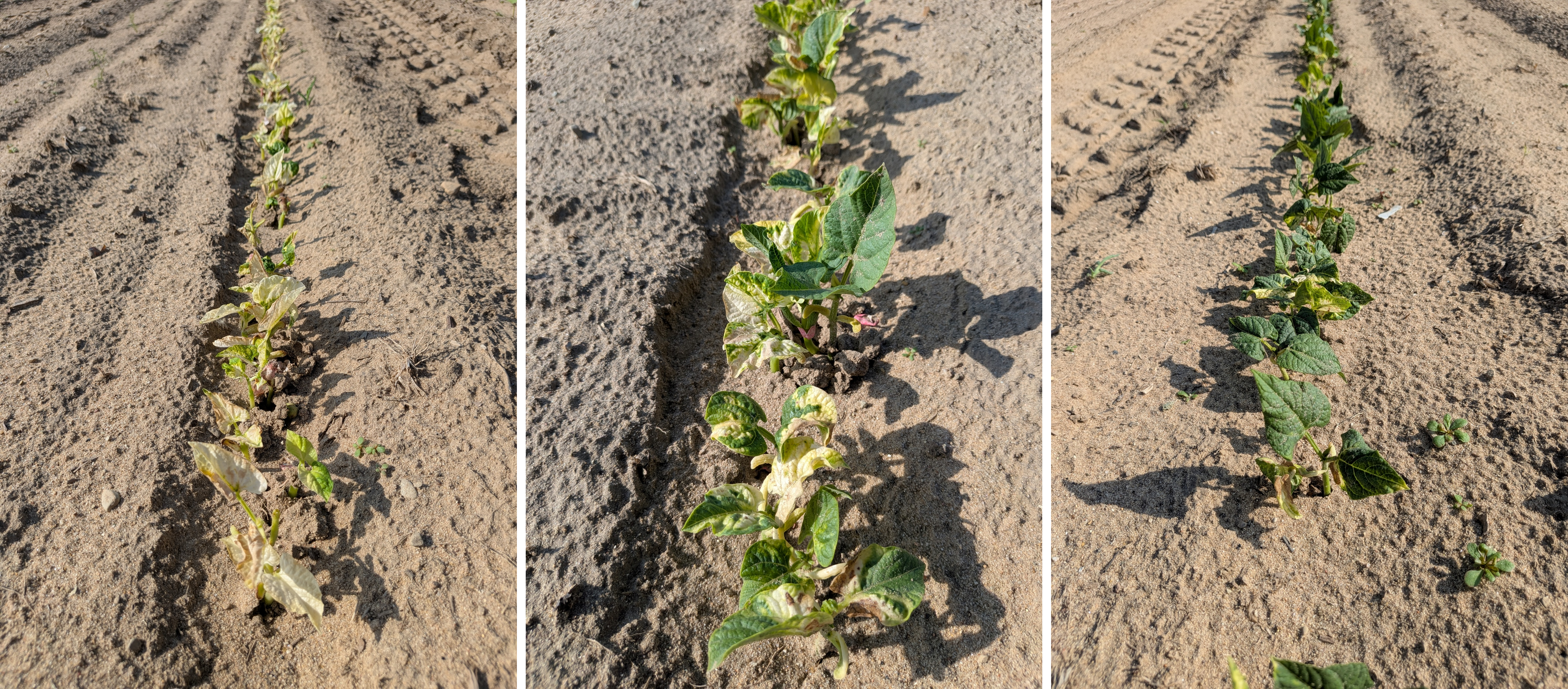 Clomazone injury to different snap bean varieties.